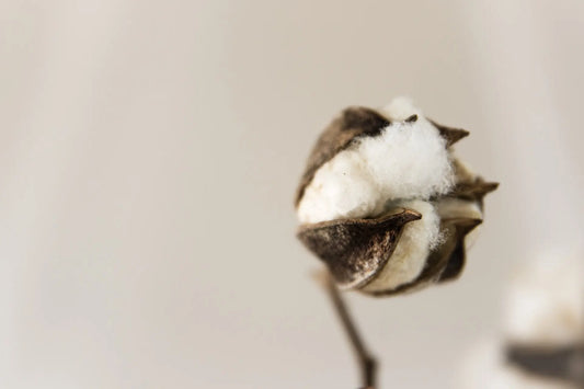 cotton a material for organic fabrics
